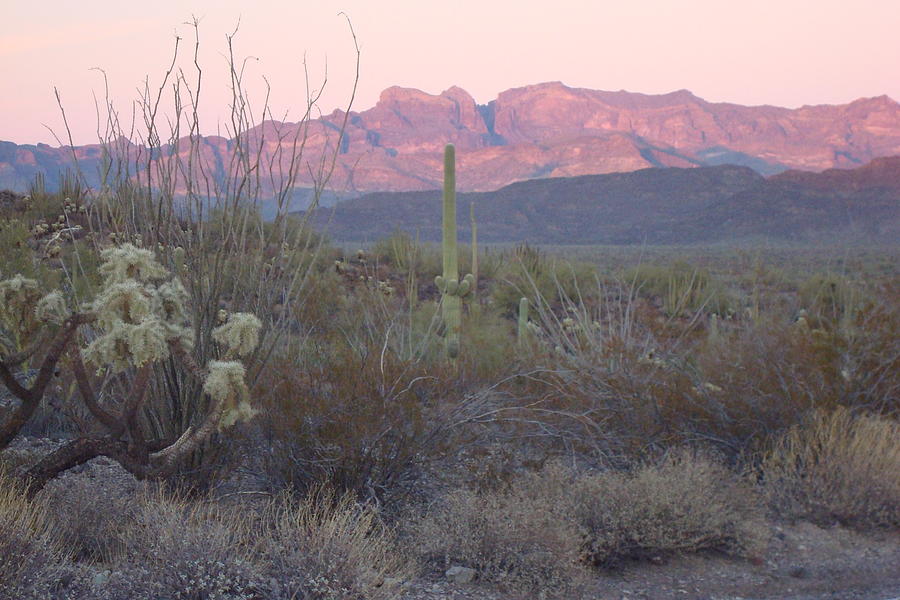 Ajo Mountains at Sunset Photograph by Susan Woodward