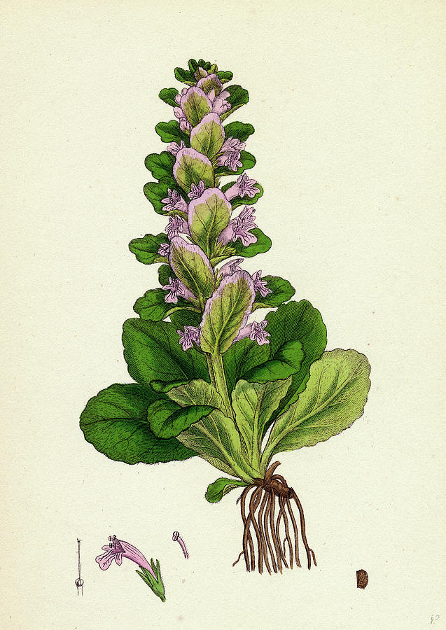 Ajuga Pyramidalis Pyramidal Bugle Drawing by English School | Fine Art ...