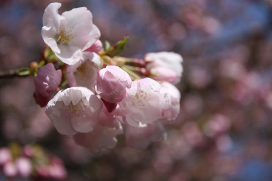 Akebono Cherry Blossoms Photograph by Gerry Bates