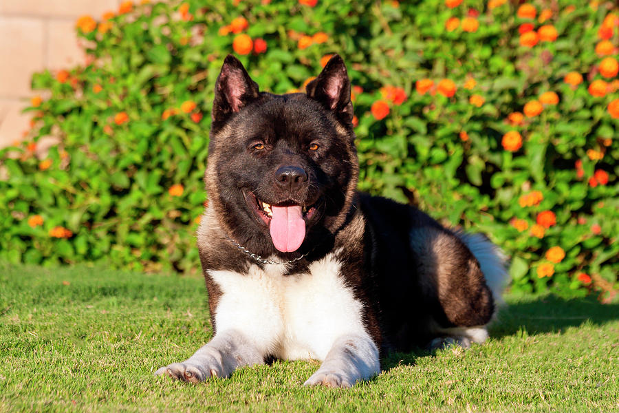 Akita Looking Photograph by Zandria Muench Beraldo - Fine Art America