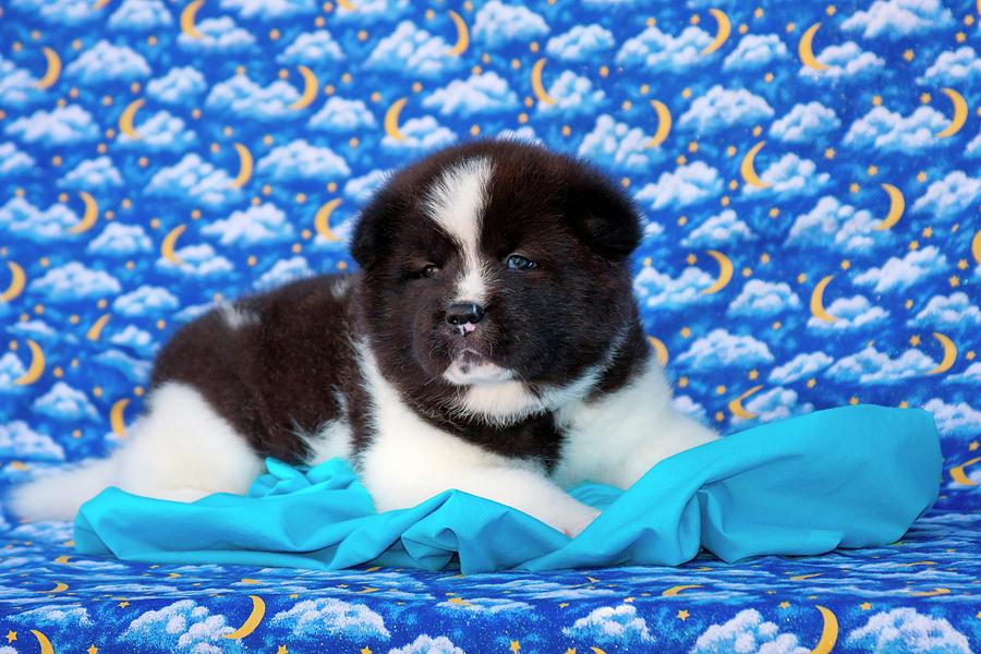 Akita Puppy With Moons And Stars (mr & Photograph by Zandria Muench