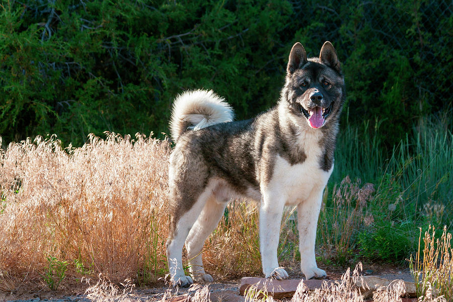 Akita Standing On Hind Legs Japanese Akita Dog Standing Stock Image