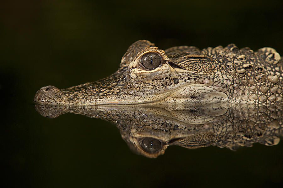 Al the Gator Photograph by Jack Milchanowski