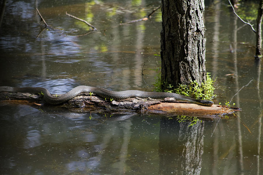 Alabama Black Southern Water Snake - Nerodia fasciata 2 Photograph by Kathy Clark