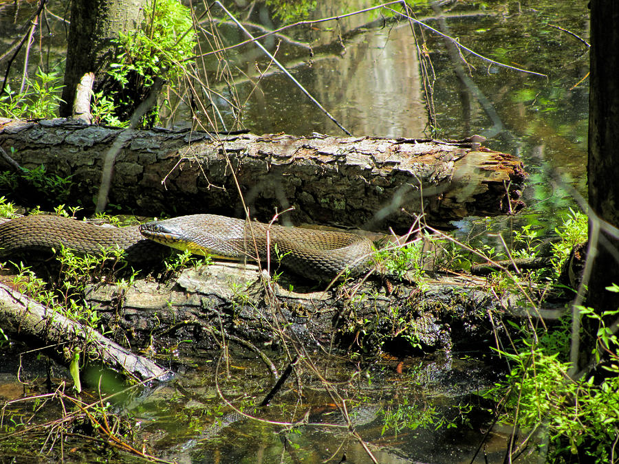 Alabama Black Southern Water Snake - Nerodia fasciata  Photograph by Kathy Clark