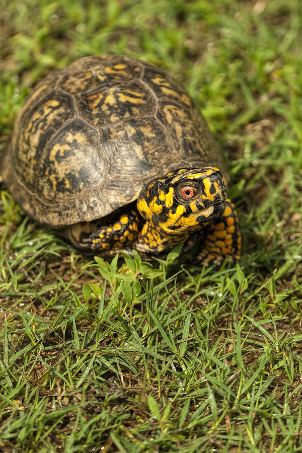 Alabama Box Turtle - terrapene carolina Photograph by Kathy Clark