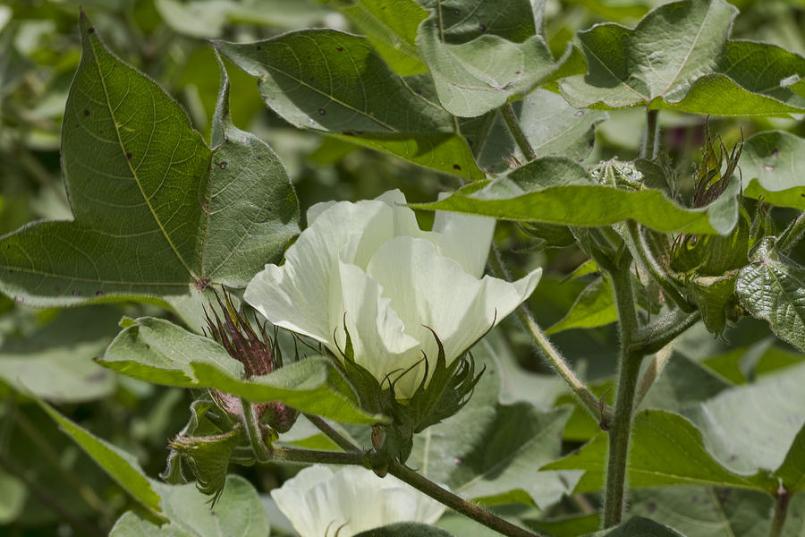 Alabama Cotton Blossoms -  Gossypium Photograph by Kathy Clark