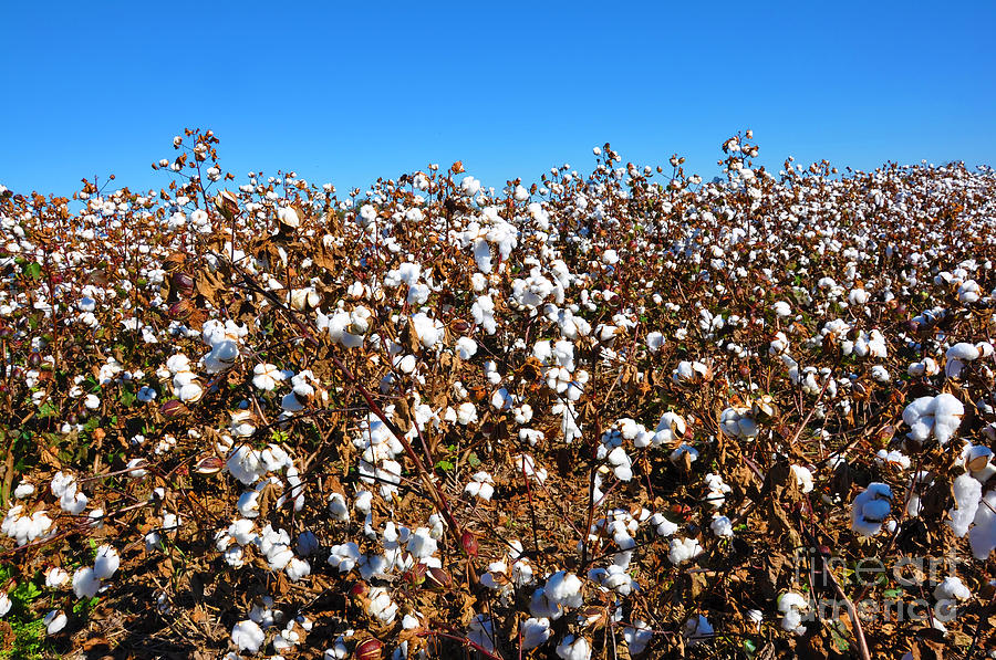 Alabama Cotton Field Photograph by Danny Hooks
