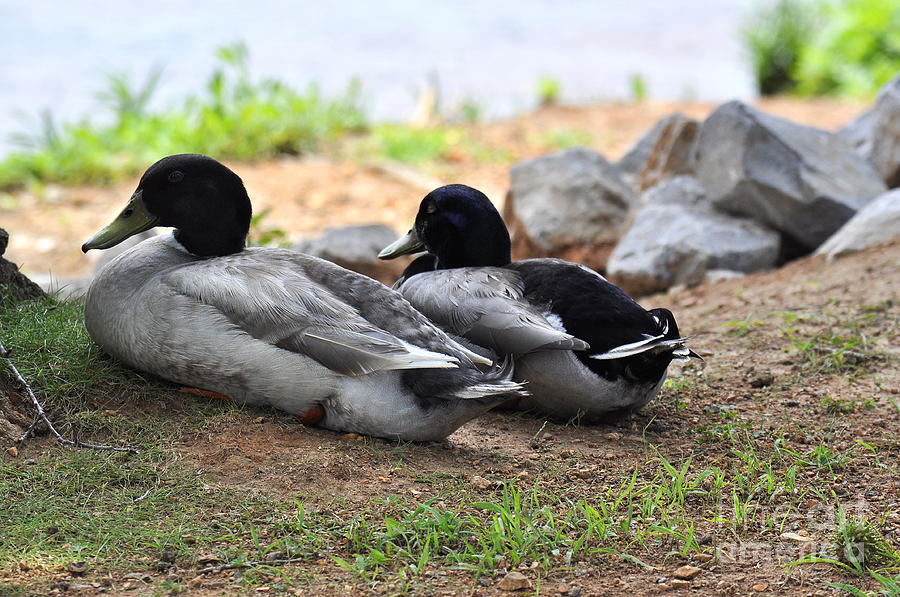 Bird Photograph - Alabama Ducks Taking a Rest by Verana Stark