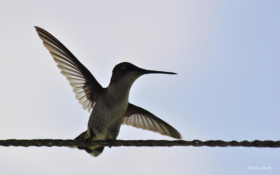 Alabama Hummingbird Photograph by Verana Stark