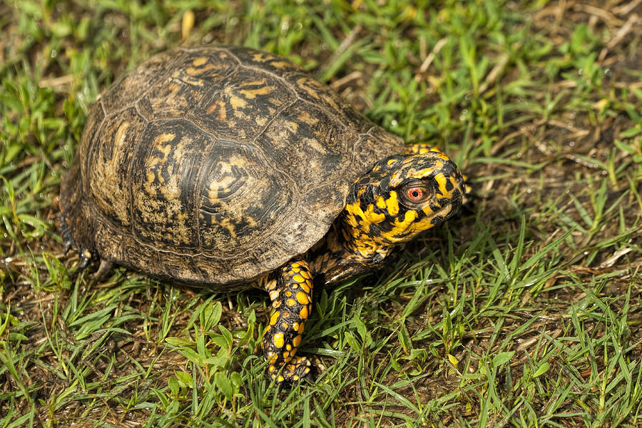 Alabama Male Box Turtle - terrapene carolina Photograph by Kathy Clark