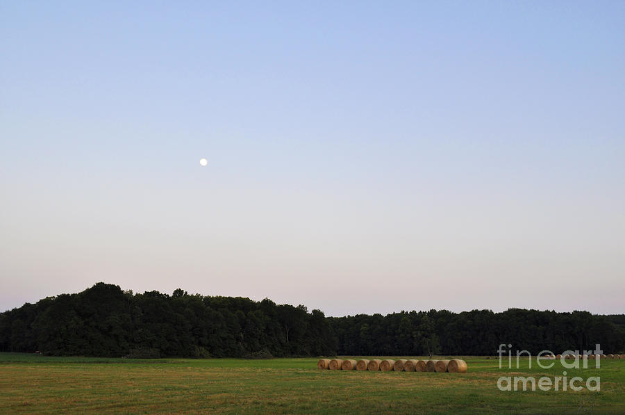 Tree Photograph - Alabama Moonrise by Verana Stark