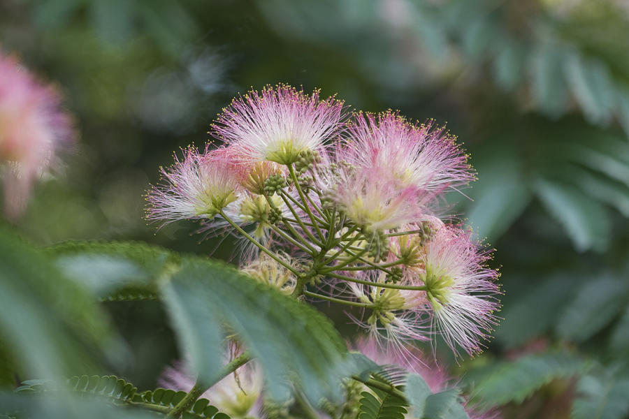 Alabama Pink Mimosa Wildflowers Photograph by Kathy Clark