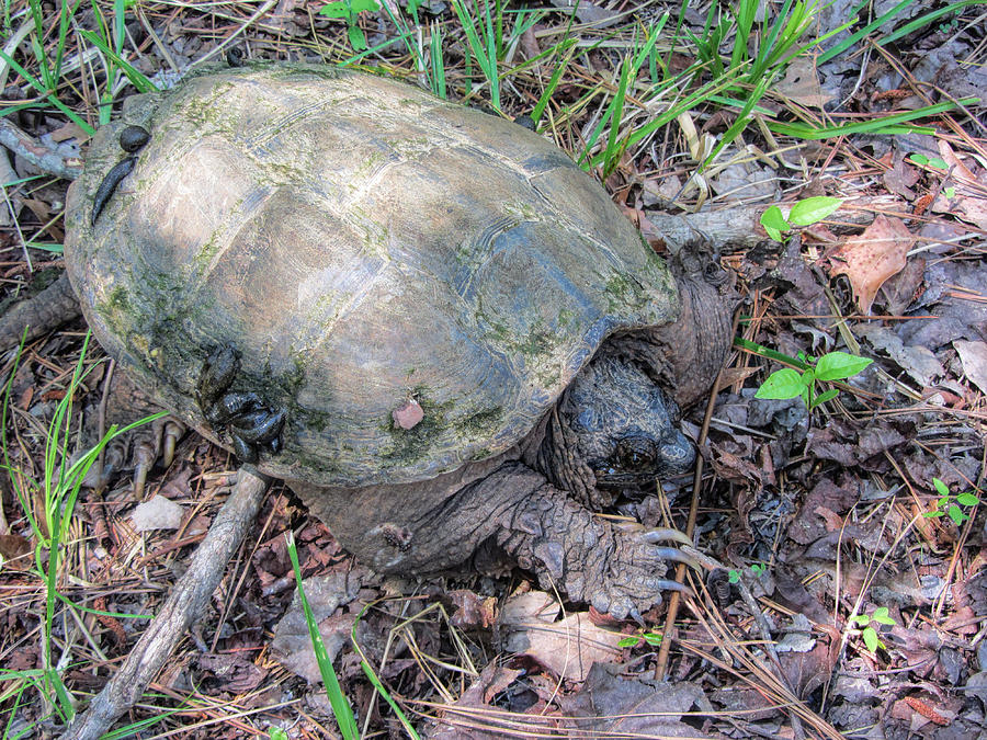 Alabama Snapping Turtle - Chelydra serentina serpentina 2 Photograph by Kathy Clark