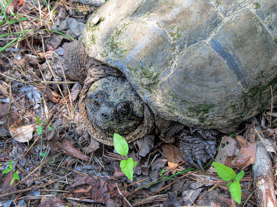 Alabama Snapping Turtle - Chelydra serentina serpentina Photograph by Kathy Clark