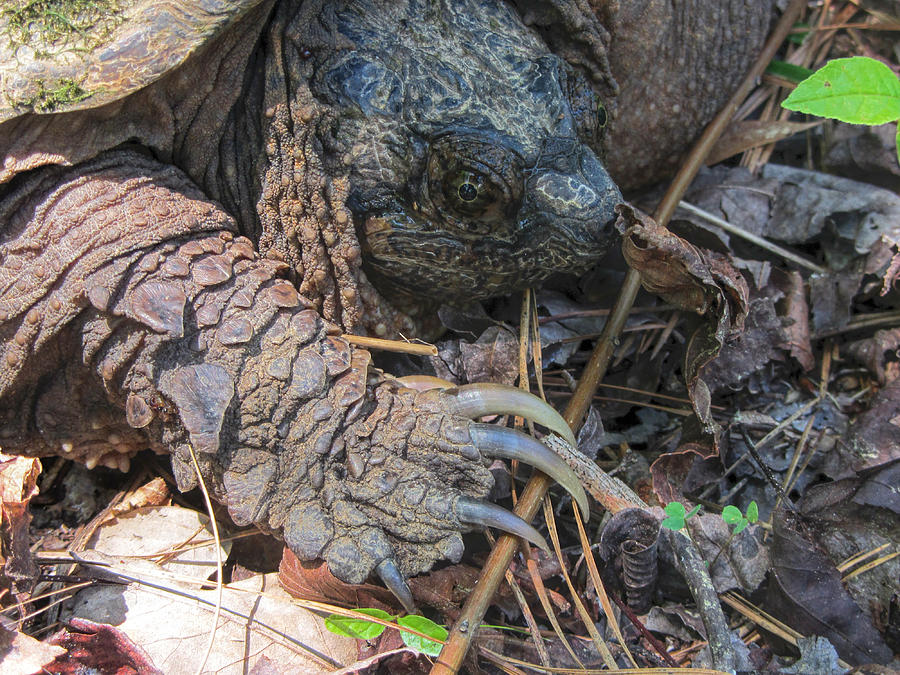 Alabama Snapping Turtle Reptile - Chelydra serentina serpentina Photograph by Kathy Clark