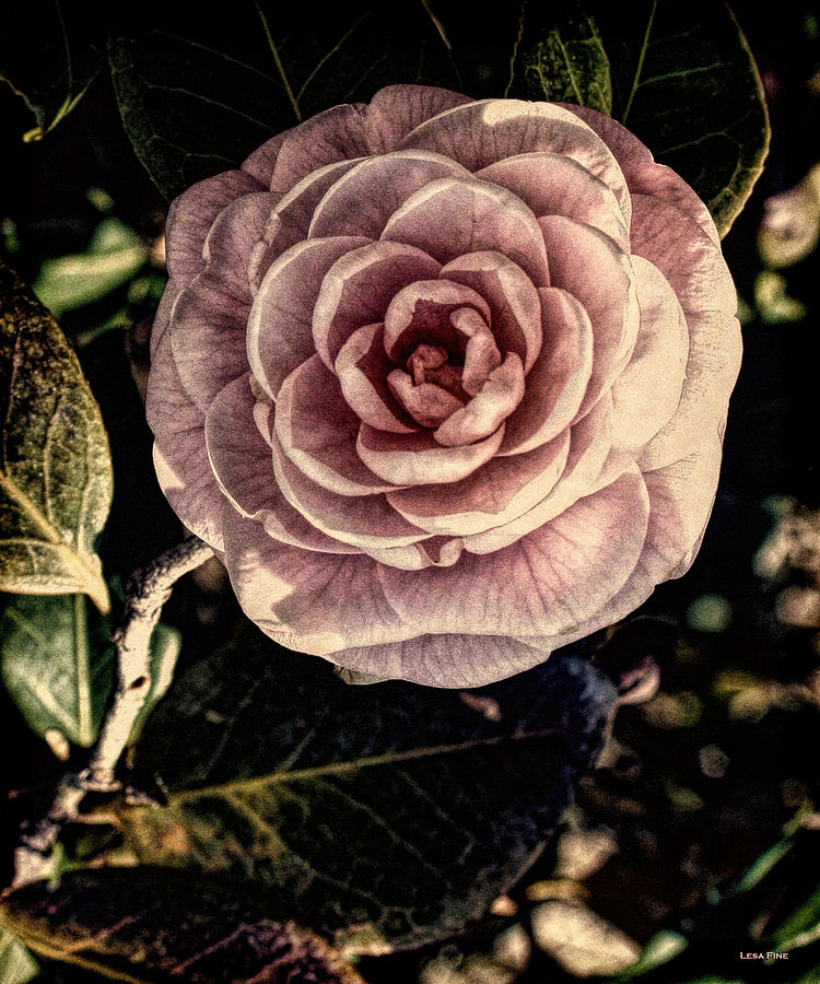 Alabama State Capitol Camellia - Vintage 8 Photograph by Lesa Fine
