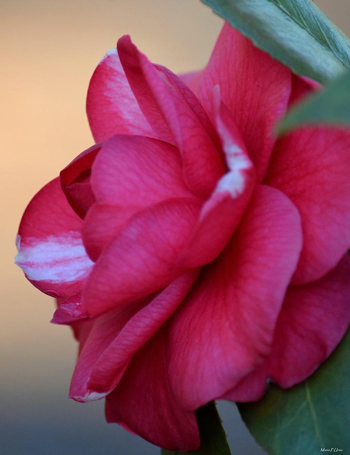Alabama State Flower Photograph by Maria Urso