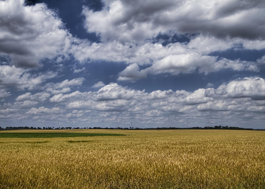 Alabama Wheat Fields Photograph by Kathy Clark