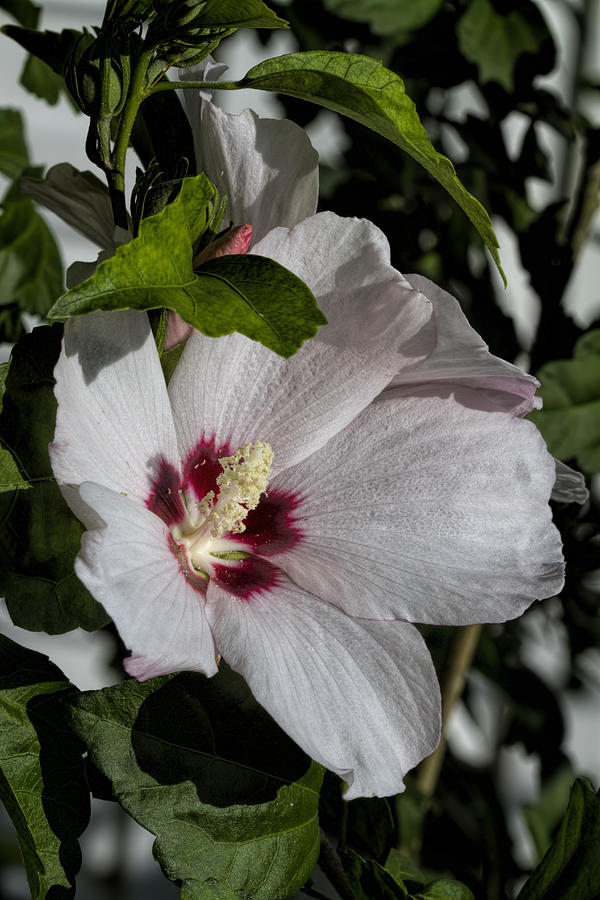 Flower Photograph - Alabama Wildflower -  Woolly Rose Mallow by Kathy Clark