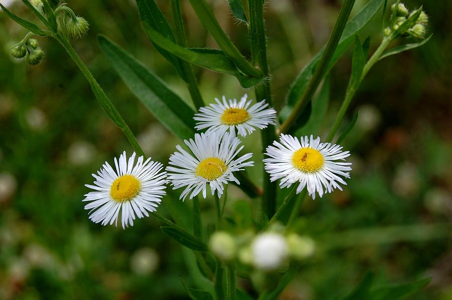 Wild Flowers That Grow In Alabama