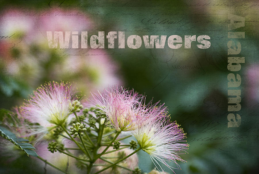 Alabama Wildflowers - Mimosa Photograph by Kathy Clark