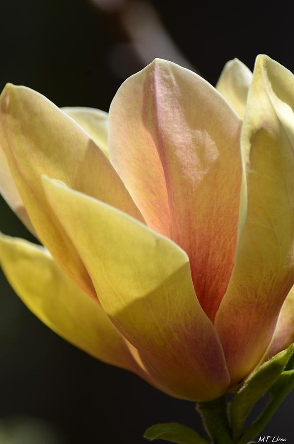 Alabamas Tulip Magnolia Photograph by Maria Urso