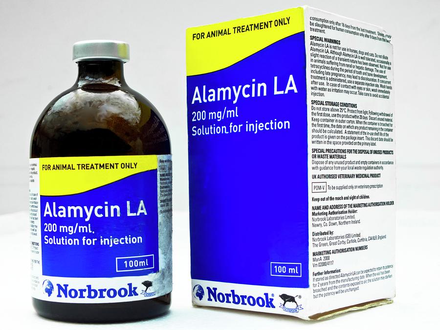 Pig Photograph - Alamycin Antibiotic Solution by Ian Gowland