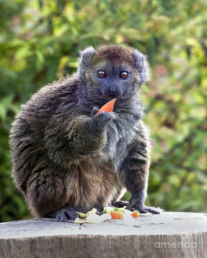Alaotran Gentle Lemur Photograph by Terri Waters