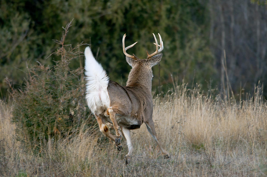Animal Photograph - Alarmed White-tailed Deer Buck by Thomas And Pat Leeson
