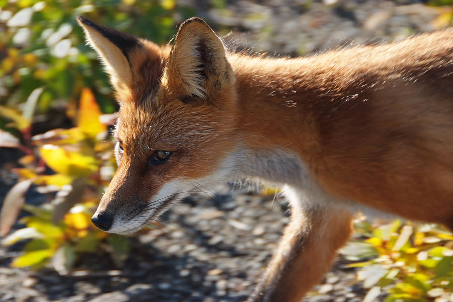 Alaska - The Face Of A Fox In Denali National Park Photograph by Scott ...