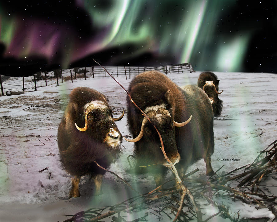 Alaska Aurora Musk Ox Trio DA Digital Art By Dianne Roberson Fine Art America