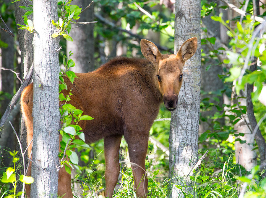 Alaska Baby Moose Photograph by Sam Amato