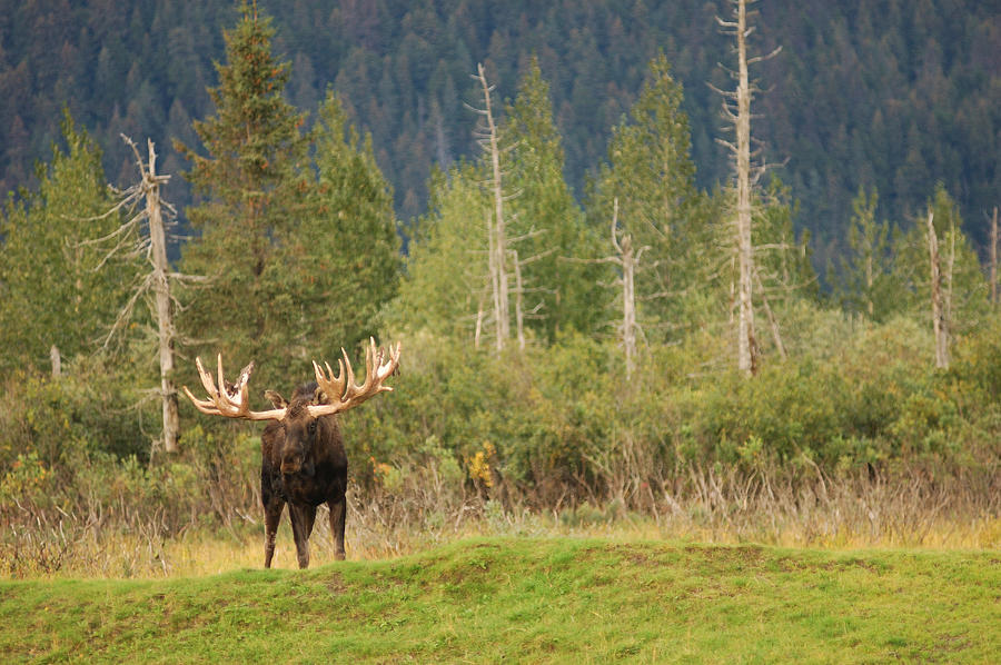 Alaska Bull Moose 117 Photograph by David Drew