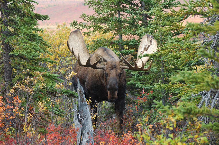 Alaska Bull Moose 2 Photograph by David Drew