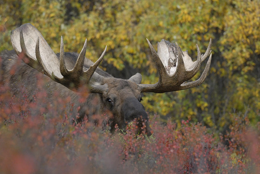 Alaska Bull Moose 3 Photograph by David Drew