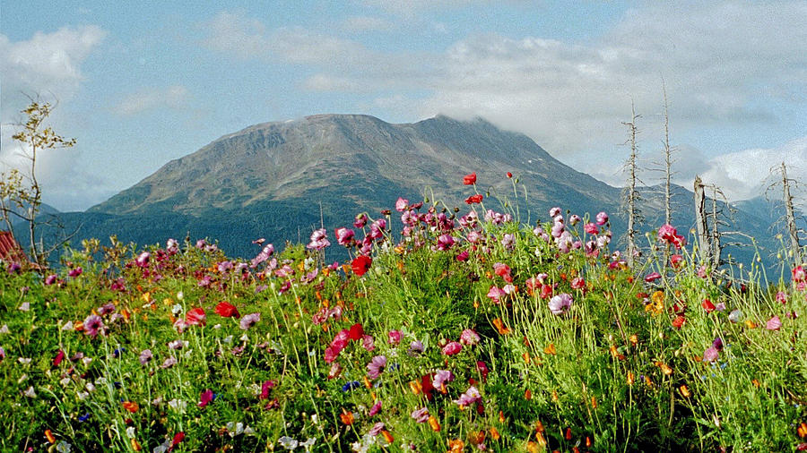Flower Photograph - Alaska Flowers In September by Denyse Duhaime