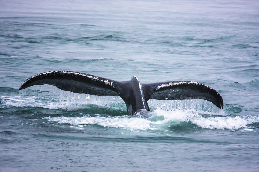 Whale Photograph - Alaska Humpback Whalen Series by Josh Whalen