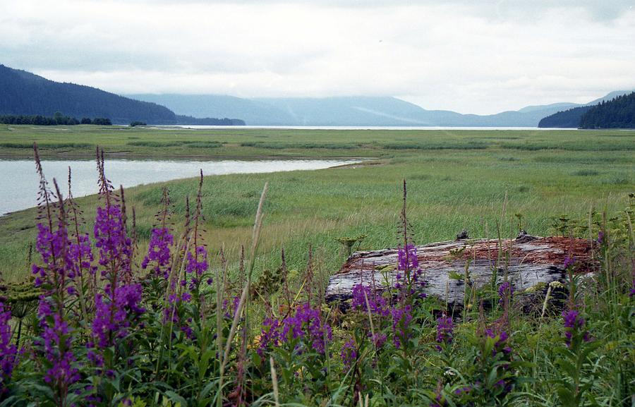 Alaska - Juneau Wetlands Photograph by Pamela Critchlow