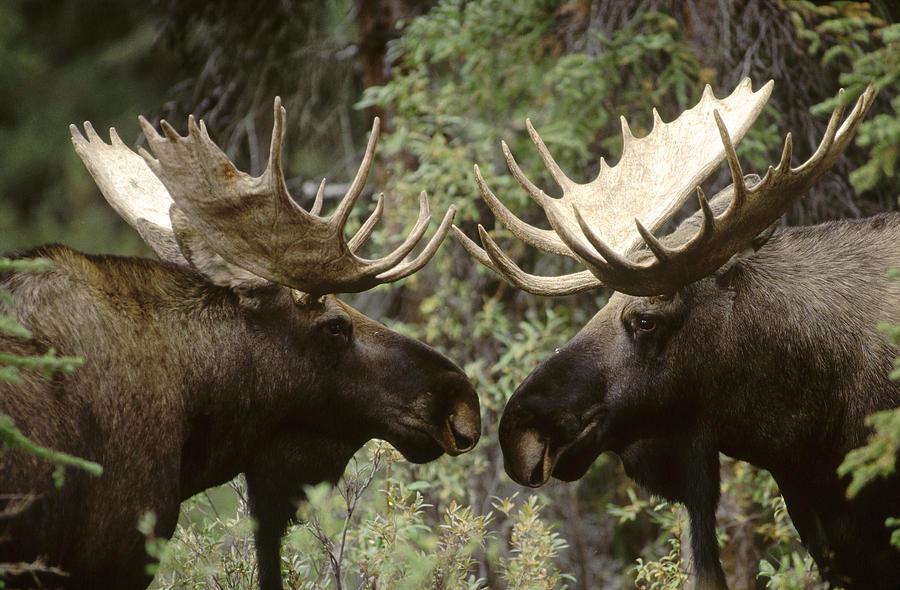 Alaska Moose Bull Confrontation Photograph by Michael Quinton