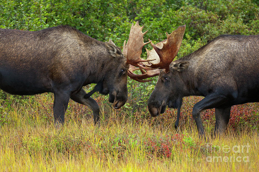 Alaska Moose Bulls Sparring Denali N P Photograph by Yva Momatiuk John Eastcott