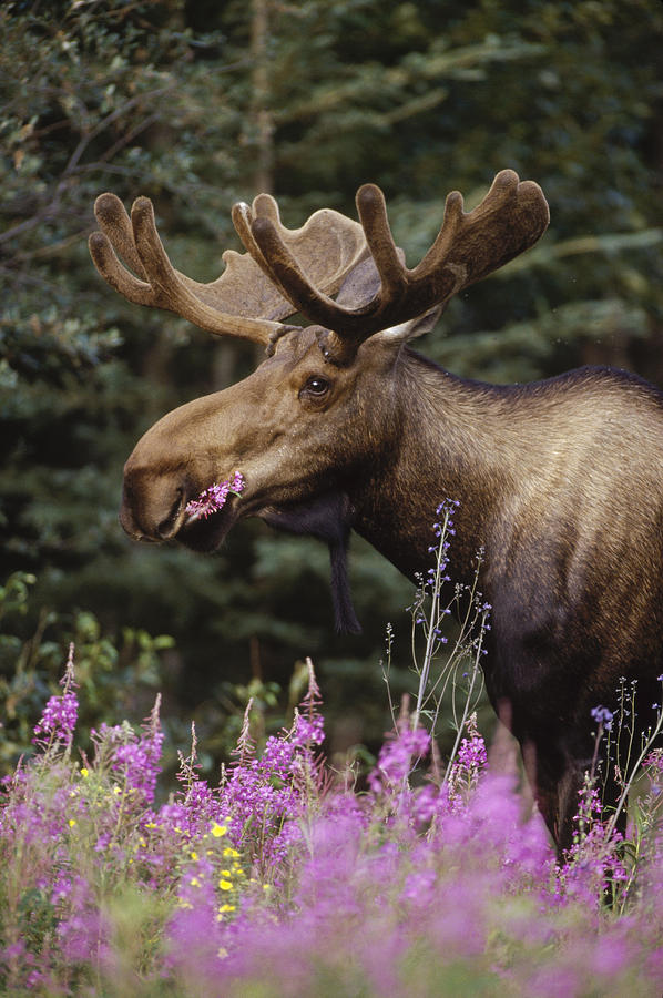 Alaska Moose Feeding On Fireweed Alaska Photograph by Michael Quinton