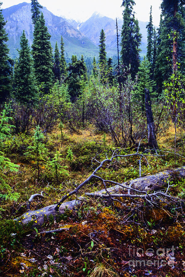 Alaska Mountain Range Wilderness Photograph by Thomas R Fletcher