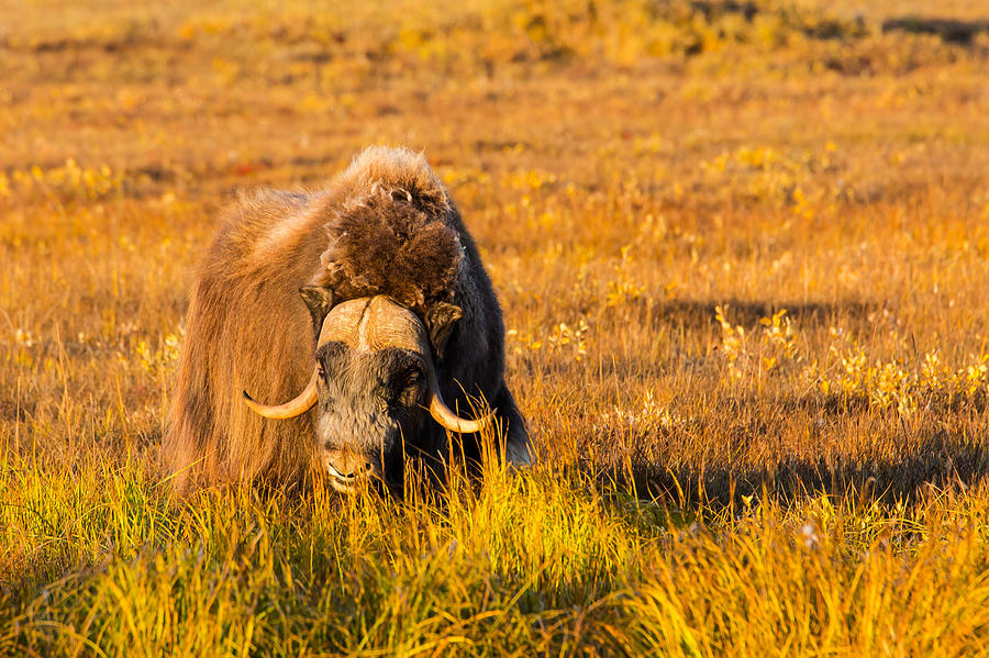 Alaska Musk Ox Photograph by Sam Amato