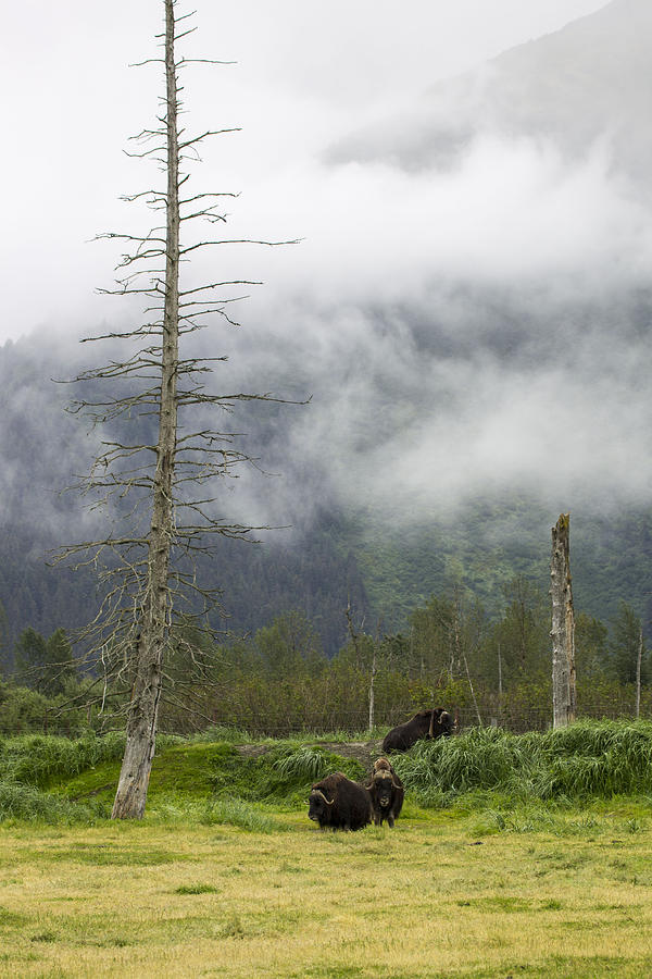 Alaska Musk Ox Photograph by Saya Studios