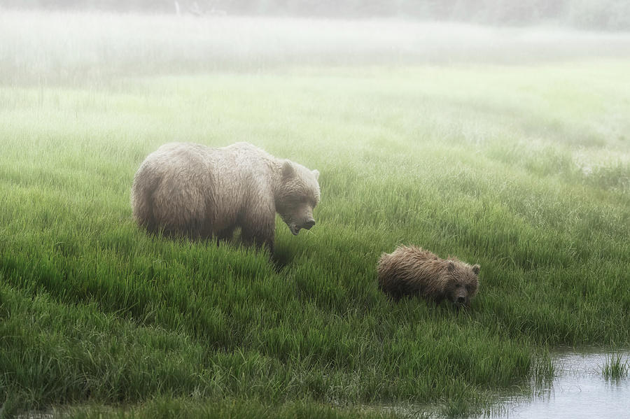 Alaska Peninsula Brown Bear  Ursus Photograph by Marg Wood