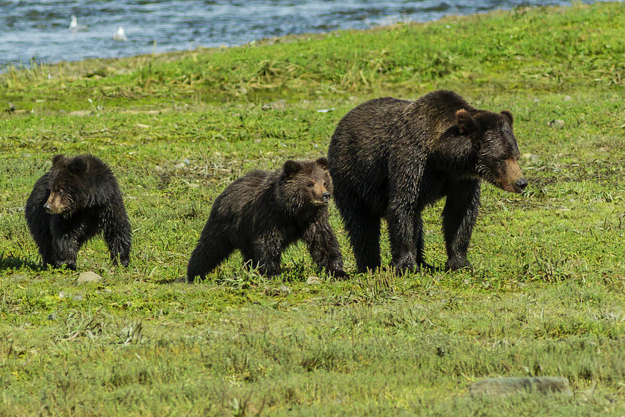 Alaska, Tongass National Forest Photograph by Jaynes Gallery - Pixels