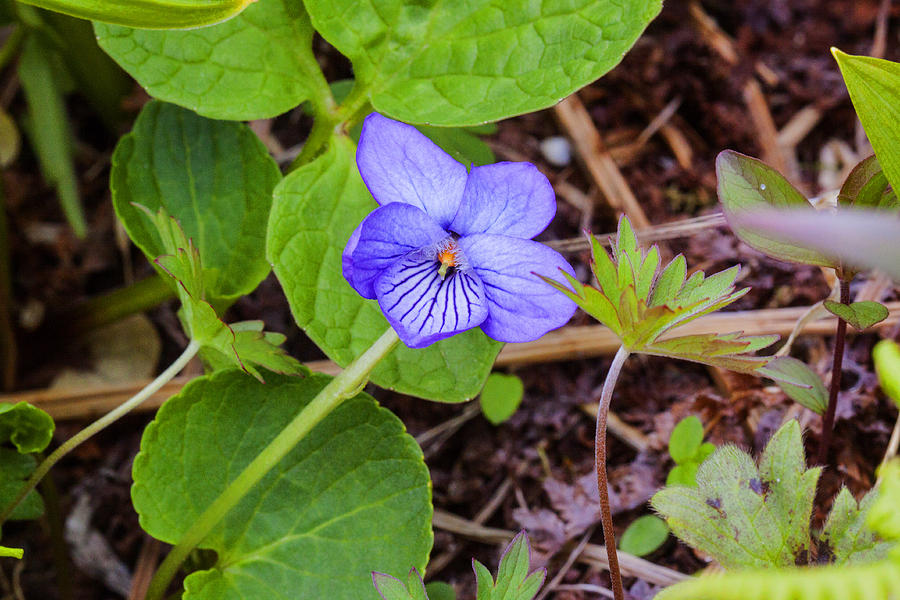 What Does Alaska Violet Look Like Alaska Violet Photograph by Doug Lloyd - Fine Art America