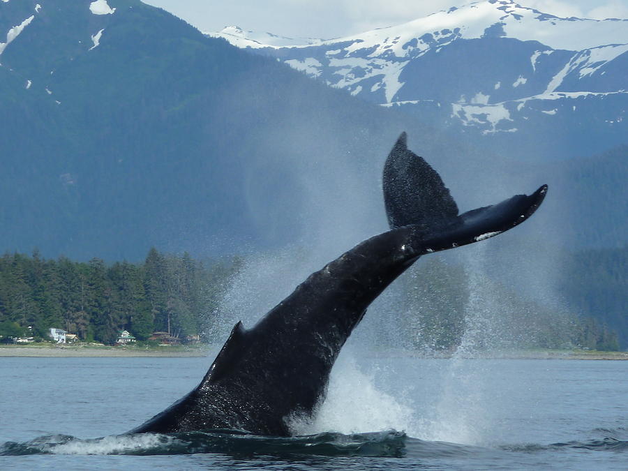 Alaska Whale 1 Photograph By Mariah Allen - Pixels