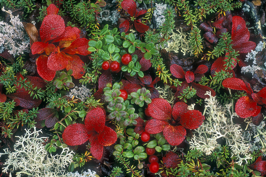 Denali National Park Photograph - Alaskan Berries by Arterra Picture Library
